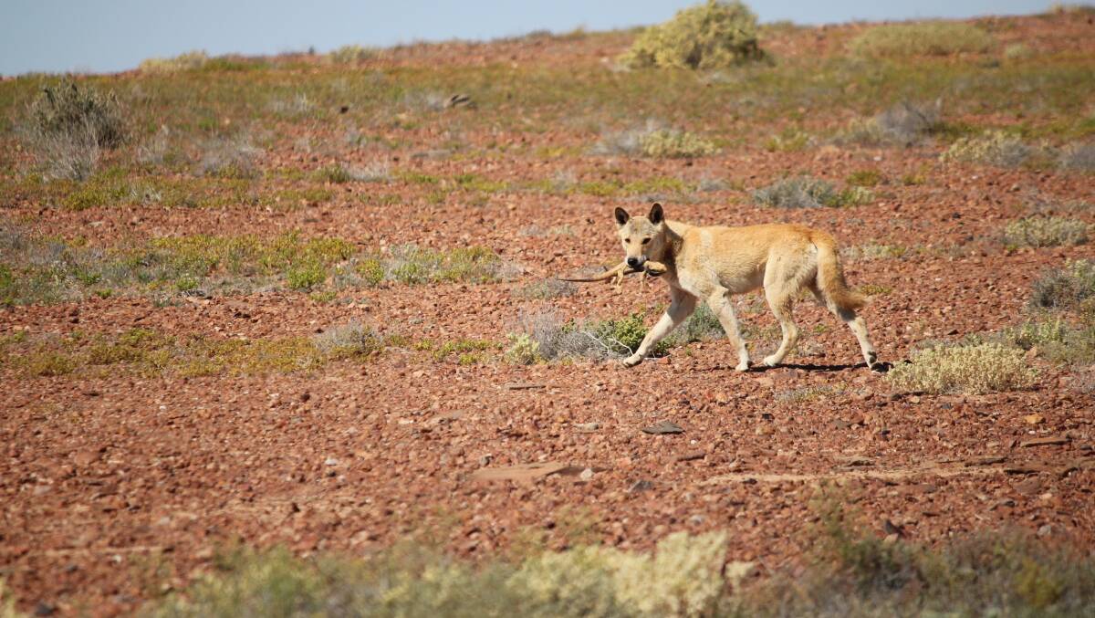 Winner: A wild dog with a central bearded dragon just north of the dog fence in South Australia, just south of Lake Eyre. Photo - Kylie Piper and the Invasive Animals CRC.