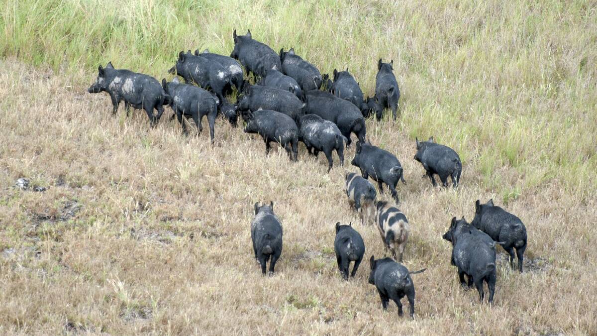 A highly effective feral pig poison will be banned under a shake up of Queensland's animal welfare laws. 