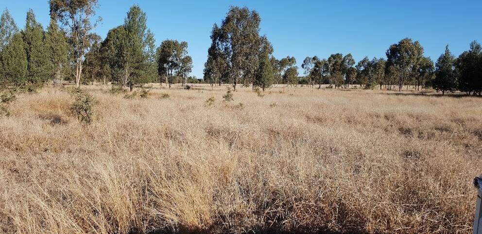 Well grassed Mitchell property Dunkeld Station will be auctioned by MAA Livestock and Property in Mitchell on September 18.