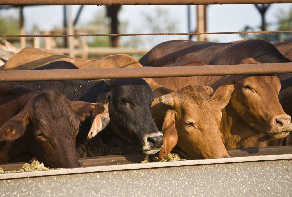The deaths of 320 cattle across six Queensland feedlots over the 2024 Australia Day long weekend is being investigated by ALFA and the Chief Veterinary officer. Picture: QCL File 