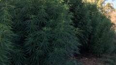 Police found 25 cannabis plants ranging from 2m to 4m in height.
