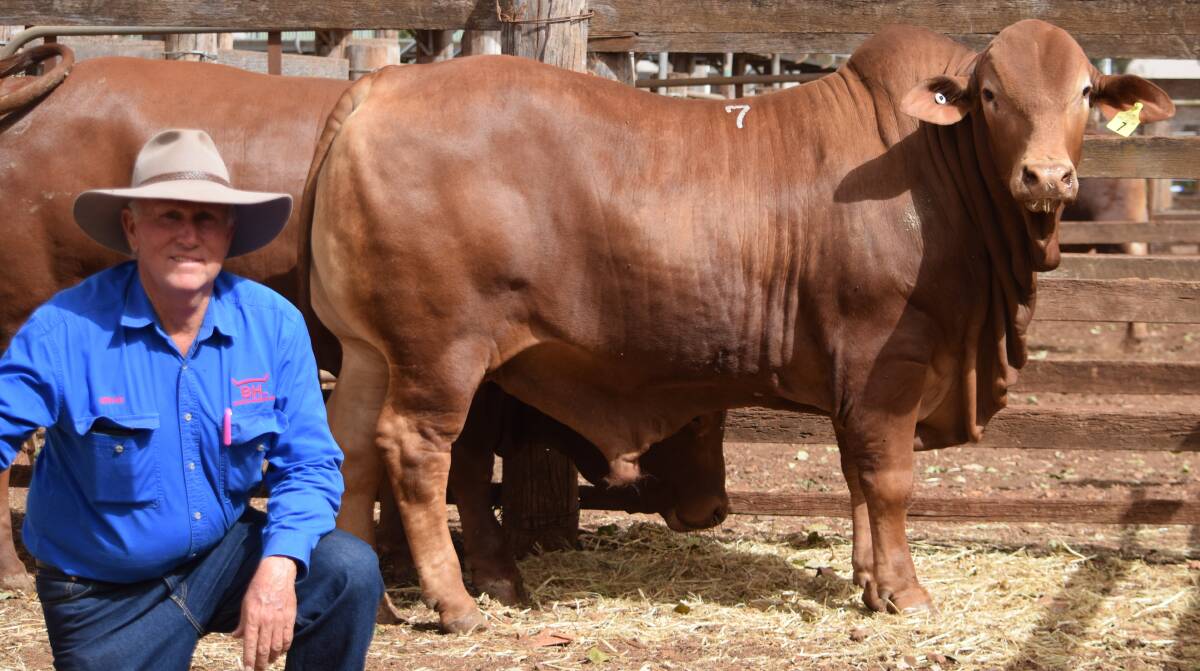 SALE TOPPER: Brian Heck with Bryvonlea Tyson, a 25 month old PP bull with a 134 square centimetre eye muscle area, that sold for $14,000 at the Bunya Droughtmaster sale at Kingaroy.