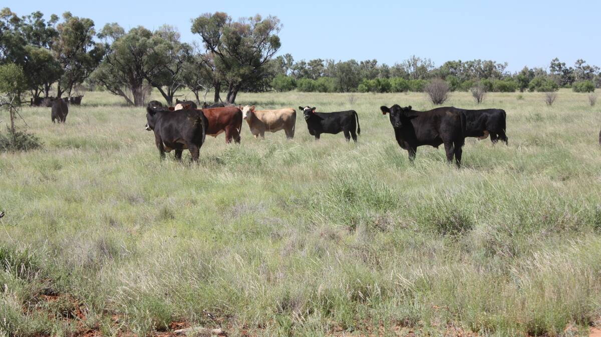 Productive central west grazing country protected by an exclusion fence has sold for $/acre. Picture - supplied