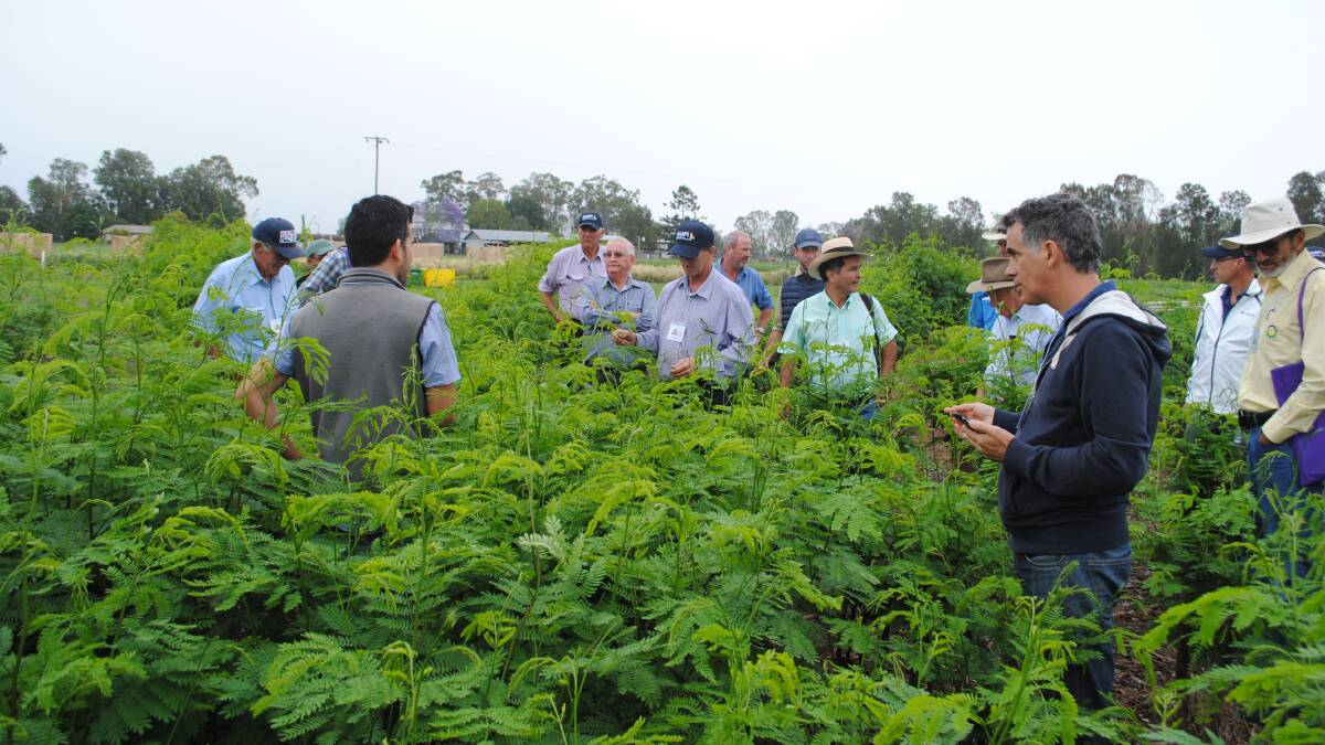 Delegates to the International Leucaena Conference have visited farms, feedlots and research facilities to see first hand the success of the tree legume in Australia. 