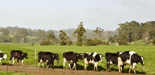 FARM BIOSECURITY: Workshops will be held for Queensland Dairyfarmers’ Organisation members in August.