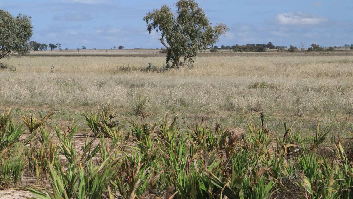 RAY WHITE RURAL: Roma district property Brolga is on the market after being passed in at auction for $2.7 million. 