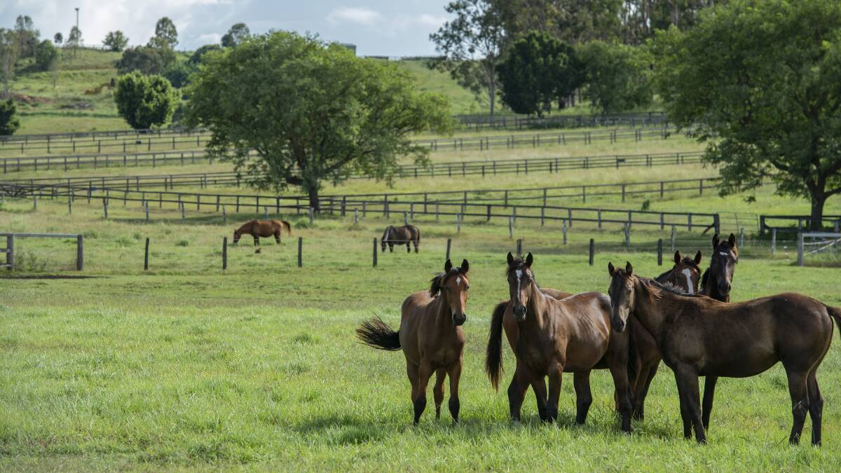 Rural White Rural: Scenic Rim horse property Royston will be auctioned online on April 9.