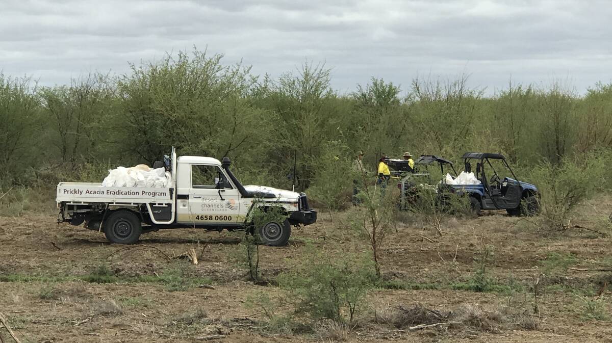 Desert Channels Queensland staff tackling the massive prickly acacia problem.