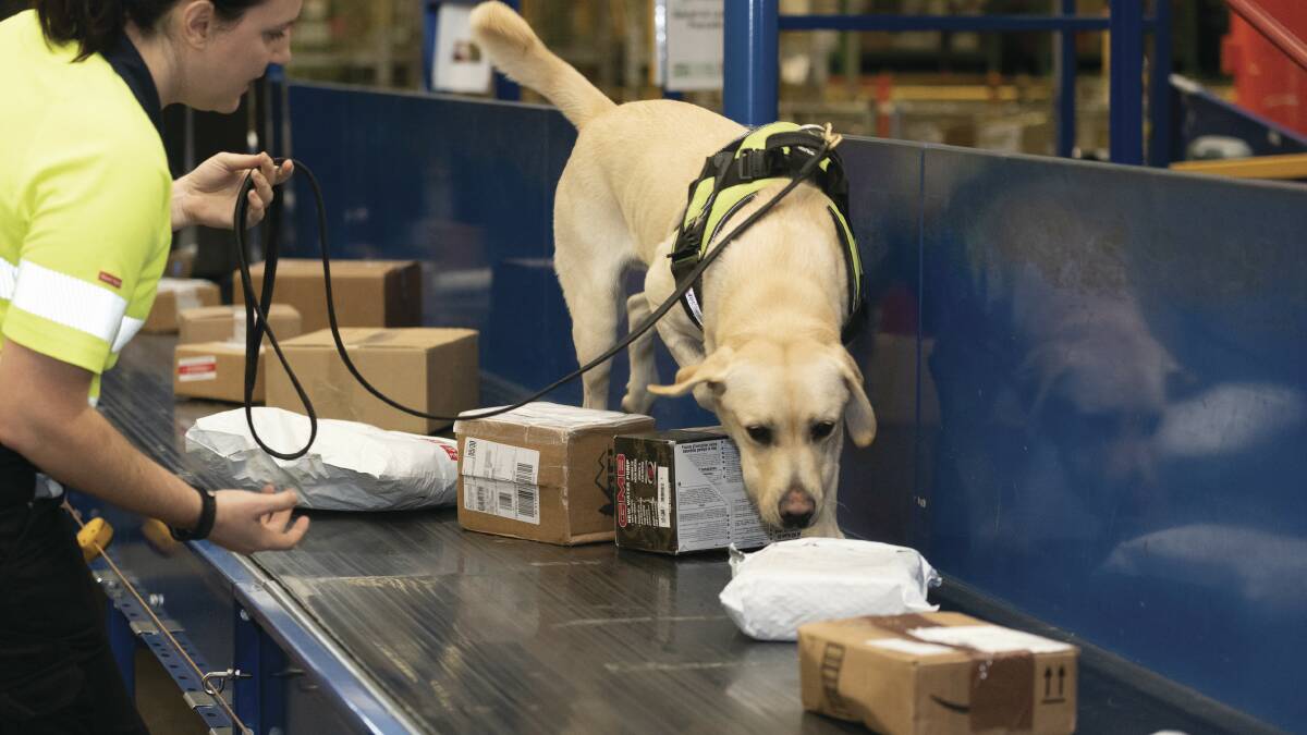 BIOSECURITY RISK: Some 45,000 risky seed parcels being intercepted at Australia's international mail centres in 2020.