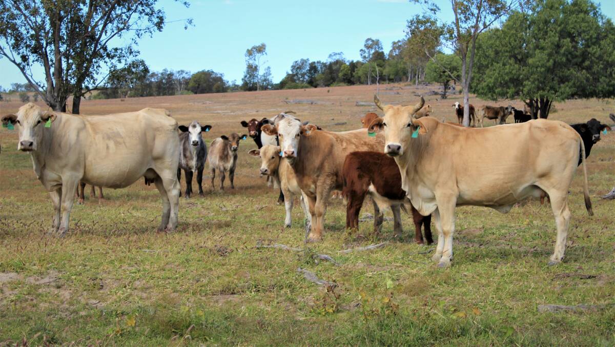 The carrying capacity is regarded as 350 breeders or the equivalent dry cattle.