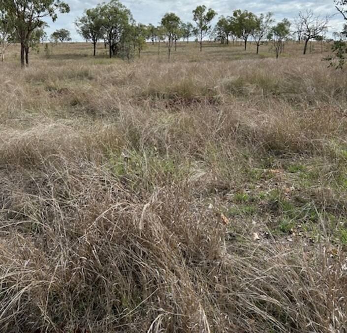 Bucket Gully is 1618 hectares of freehold cattle country. Picture supplied