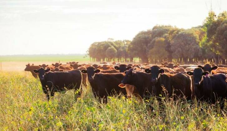 AACo managing director Jason Strong says Westholme beef is about a collective obsession to craft the finest beef in the world.