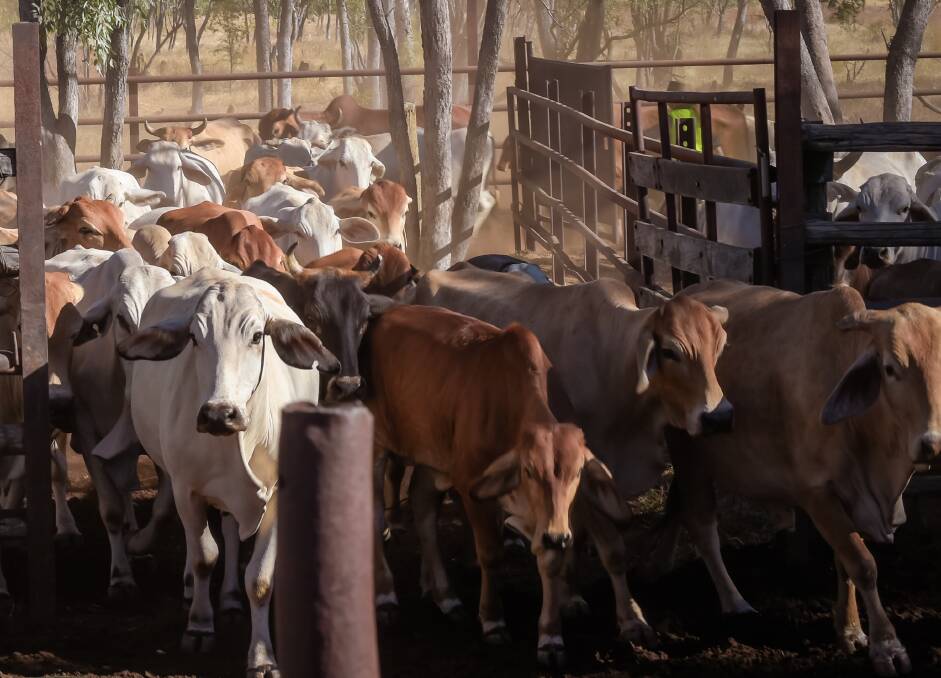 HERD PERFORMANCE: Queensland cattle producers are pushing to enable accredited lay people to be able to be paid for pregnancy testing and ovarian scanning.