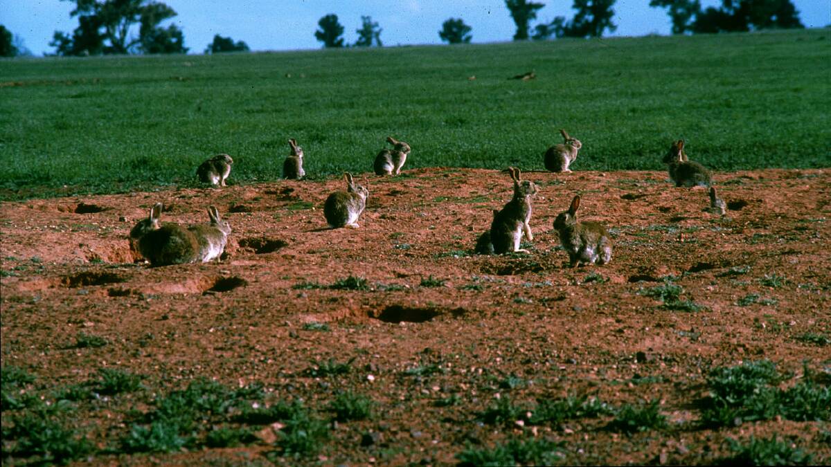 NEW CONTROL: Rabbits control is expected to be enhanced with the release of a new virus. Picture CSIRO
