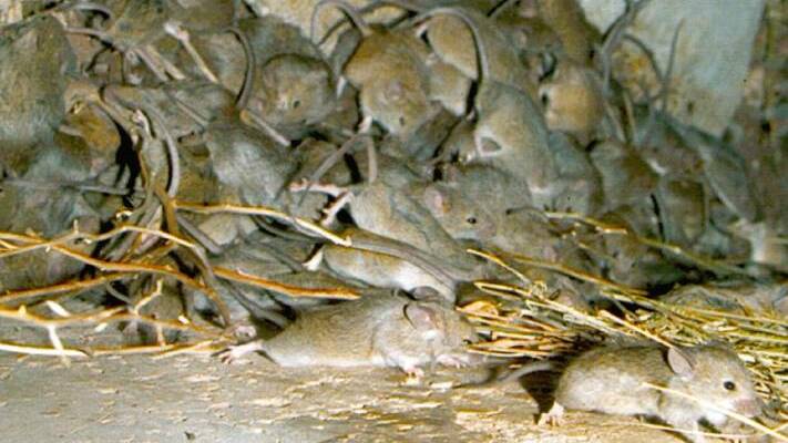 CSIRO scientist Dr Andy Sheppard says the magnitude of the damage caused by mice is not well understood.
