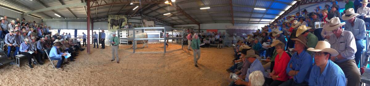 Buyers from from four states and the Northern Territory launched in the quality offering at the Palgrove bull sale.
