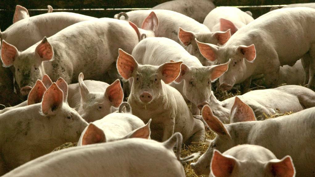 Pork producers say biosecurity is essential in stopping African swine fever from reaching Australia.