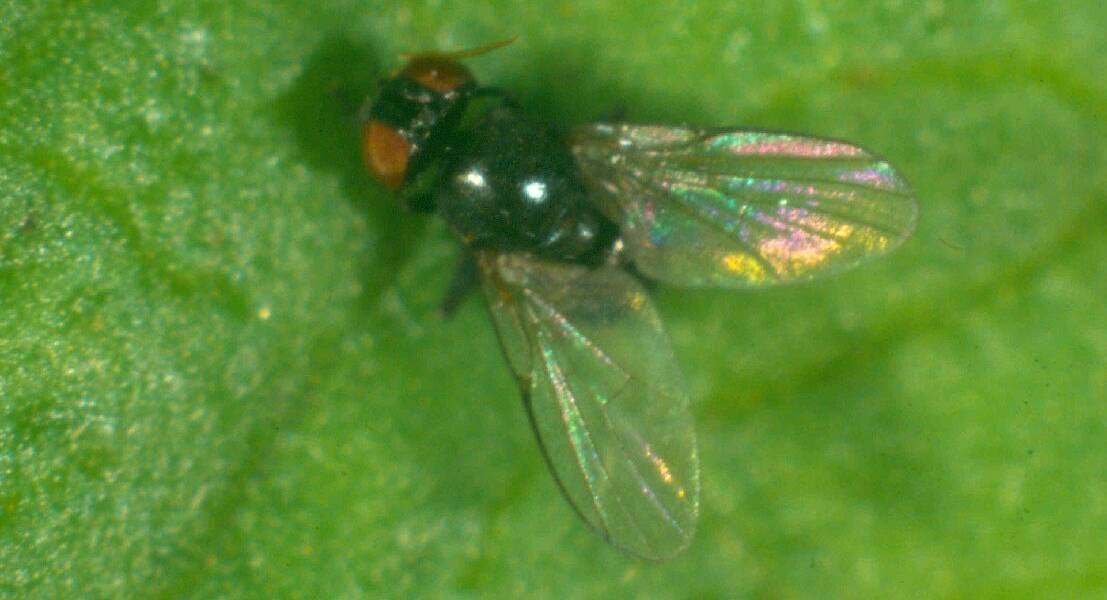 INSECT PEST: Adult bean fly are about 3mm long, shiny black with clear wings.