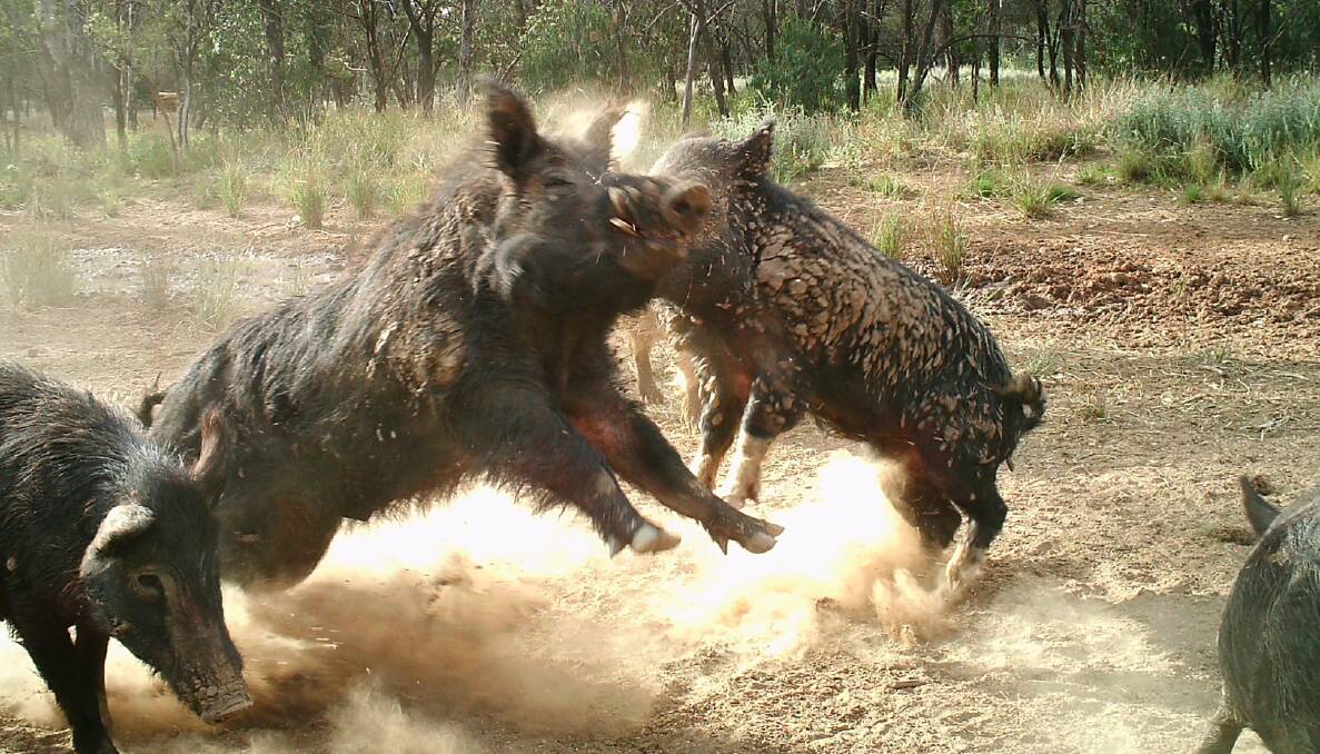 Remote camera category winner: Pigs  wild pigs in an intense boxing match. Photo - Thomas Garrett and the Invasive Animals CRC.