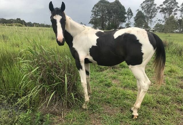 RURAL CRIME: A Pinto colt is missing from Mount Berryman Road, Blenheim, in the Lockyer Valley.