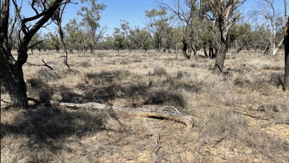The property comprises of predominately red loamy soils with large stands of both tall and low mulga. Picture supplied