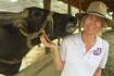 Laos dairy buffalo challenge | Video