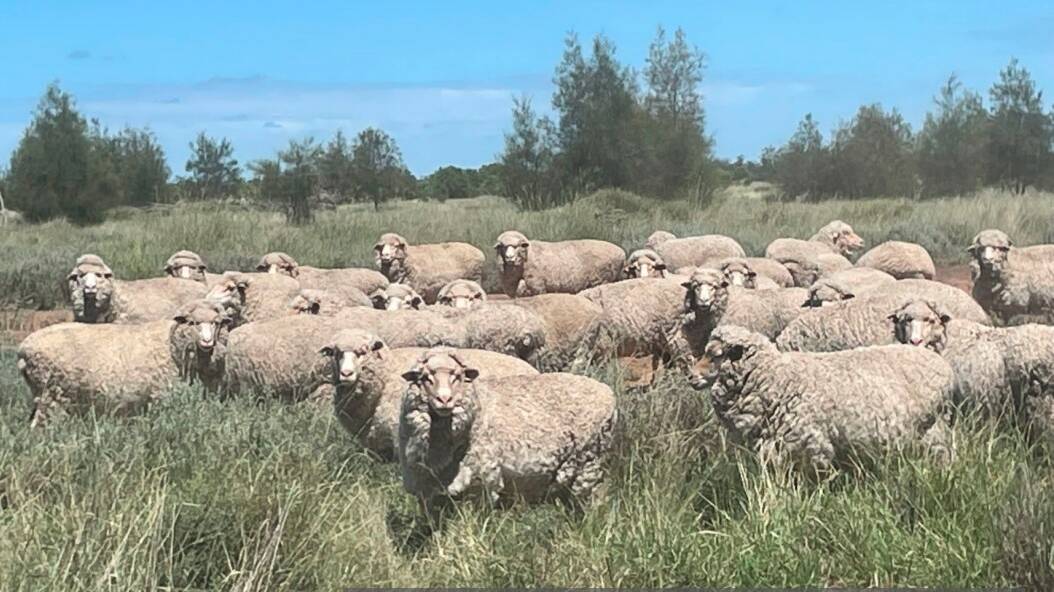 The Briery is being offered walk in, walk out, including 1300 Merino ewes due to start lambing mid-May. 