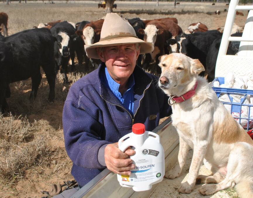 BETTER BEEF: Bim Struss, Havelock, Mitchell, (pictured with the ever faithful Pebbles) says every cattle producer should adopt pain relief as a regular part of their animal husbandry practices. 