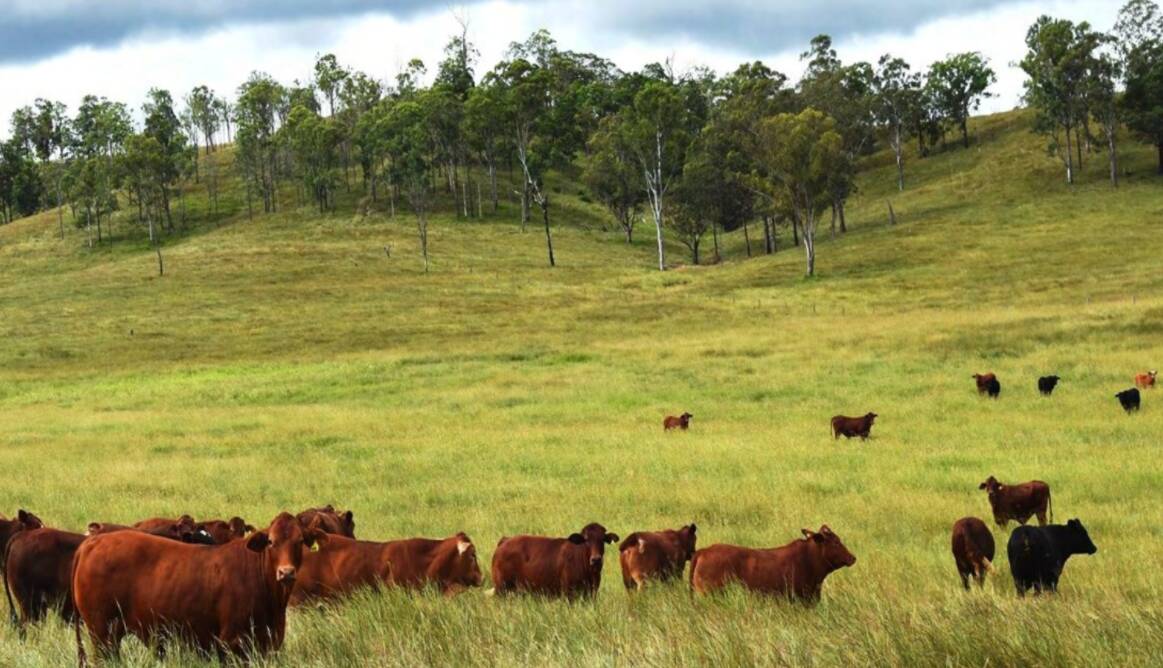 Blue ribbon Kilcoy cattle country hits the mark | Video
