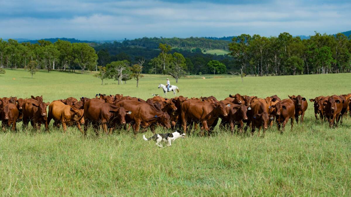 The country is predominantly cleared and sown to native and improved pasture.