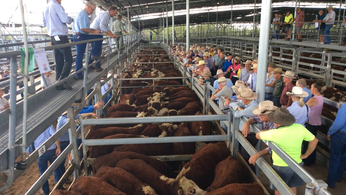 DAY ONE: Steers sold to a top of 296c/kg at George and Fuhrmann's weaner sale in Casino today.