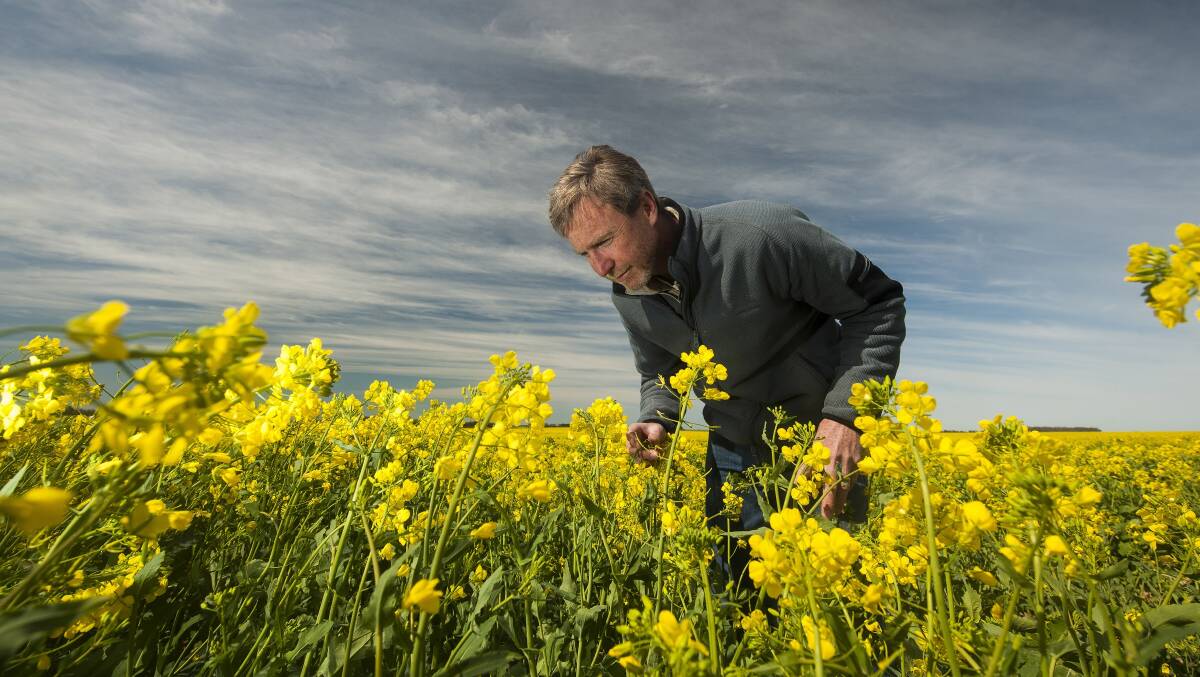 CLOSE UP: Marcroft Grains Pathology principal Dr Steve Marcroft says that to assess blackleg disease levels in current canola crops, samples could be taken any time from the end of flowering to windrowing. Photo - Brad Collis