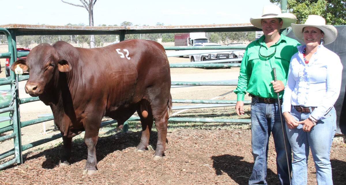 The sale topping $14,000 bull Welbatch M003 (P) offered by Scott and Therese Humphreys (pictured), Welbatch, Mummulgum, sold to Blue Range Santas, Charters Towers.