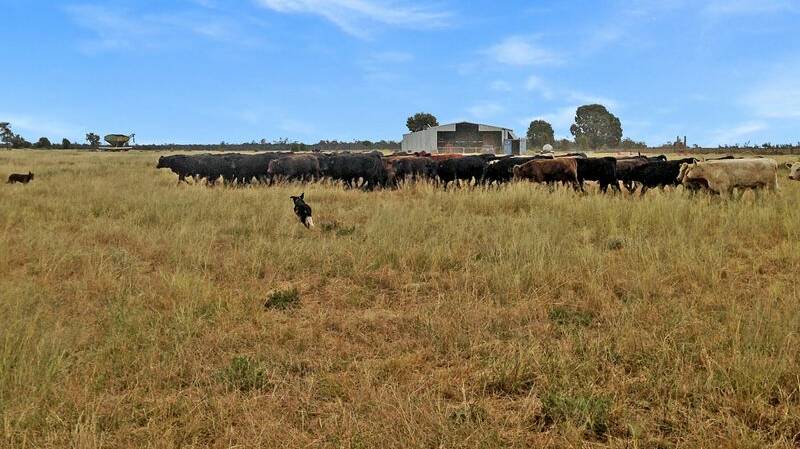 The 2678 hectare Glenmorgan property Morwenstow will be auctioned in Toowoomba on March 20.