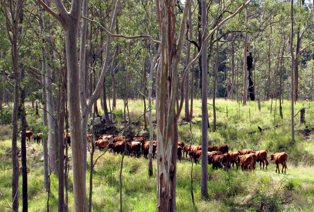 TREE LAWS: Queensland farmers have called for an independent review of the scientific data around vegetation management.