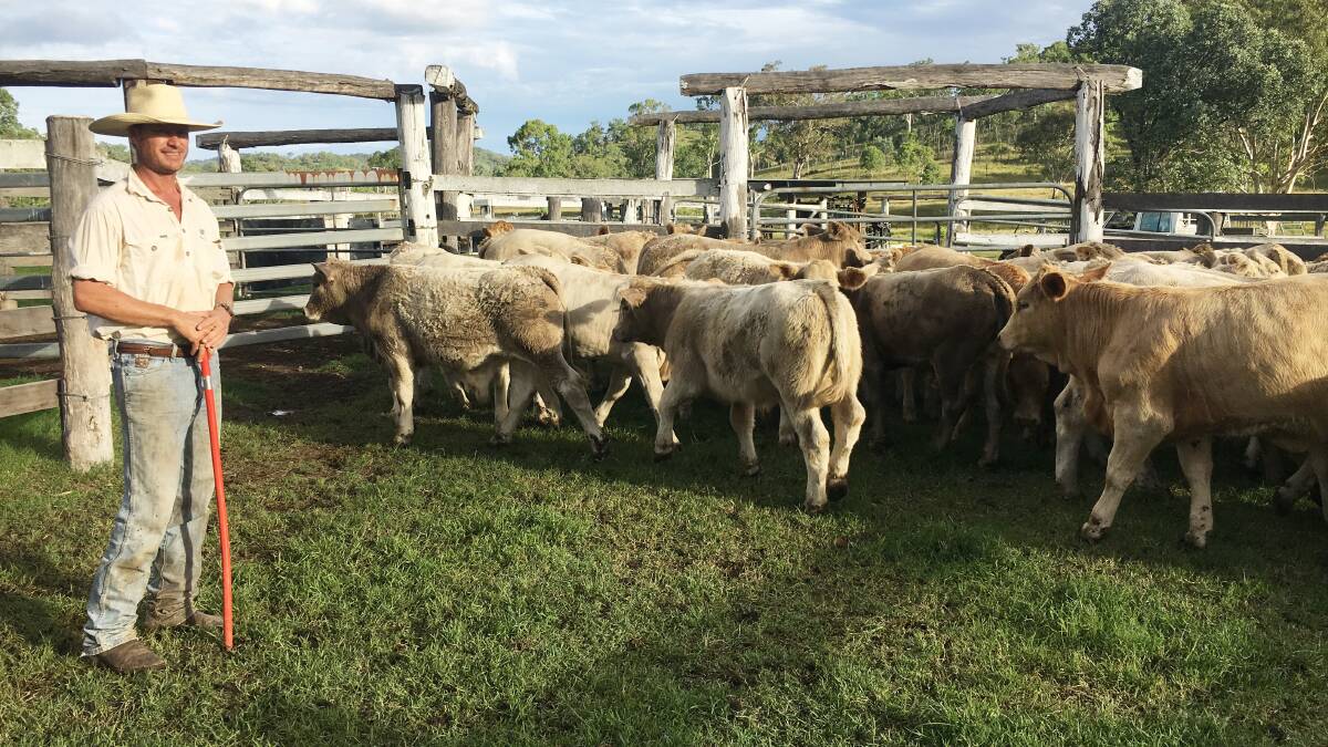 Rob Clarkson with some of the top quality weaners produced on Cowandilla.