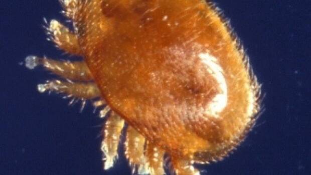 Varroa mites have the potential to significantly damage the bee industry.