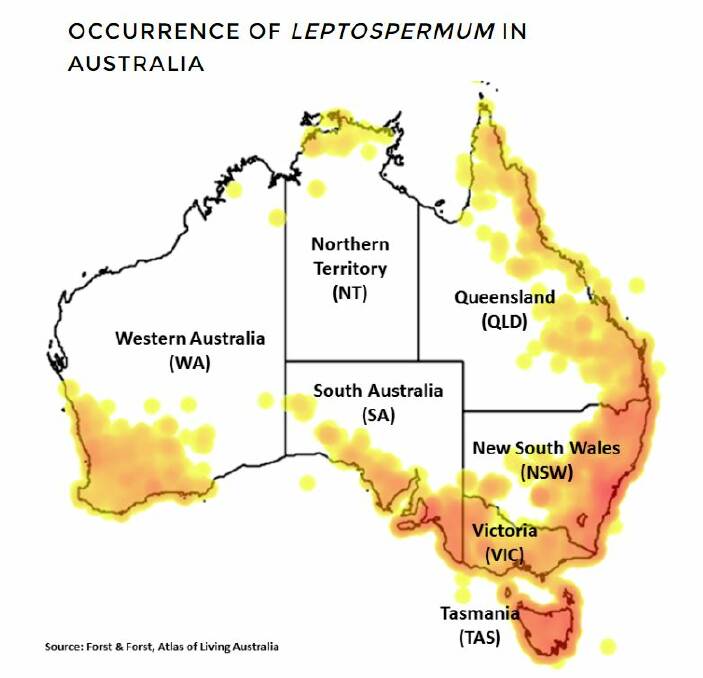 Honey is being sort from leptospermum areas across Australia. 