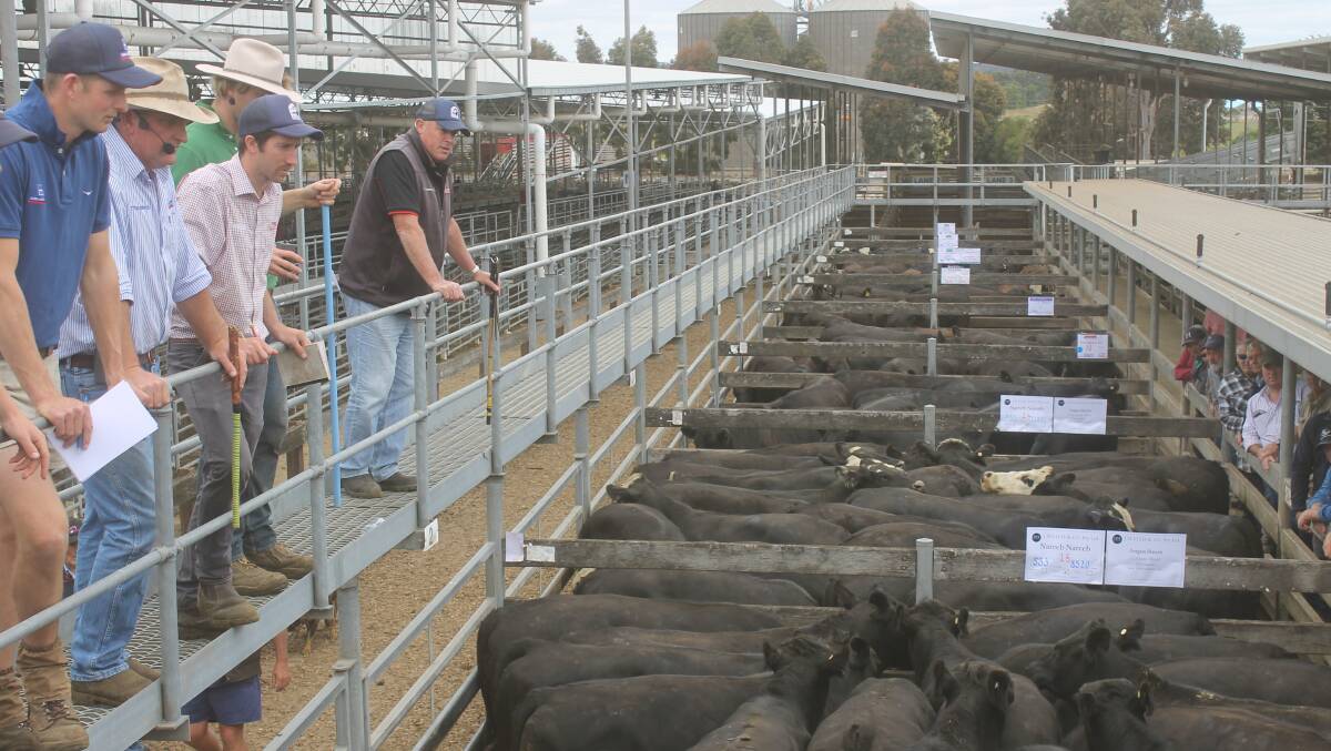 Feedlots and grass-finishers were eager for this line up of grown steers at Hamilton where prices persisted to average 300c/kg across a range of weights. 