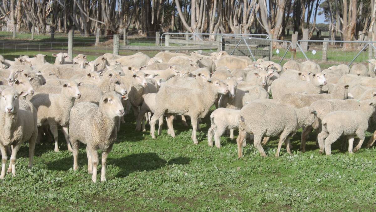 Lamb exports to the US eased 16pc in August year-on-year despite being offset by increased shipments of mutton.