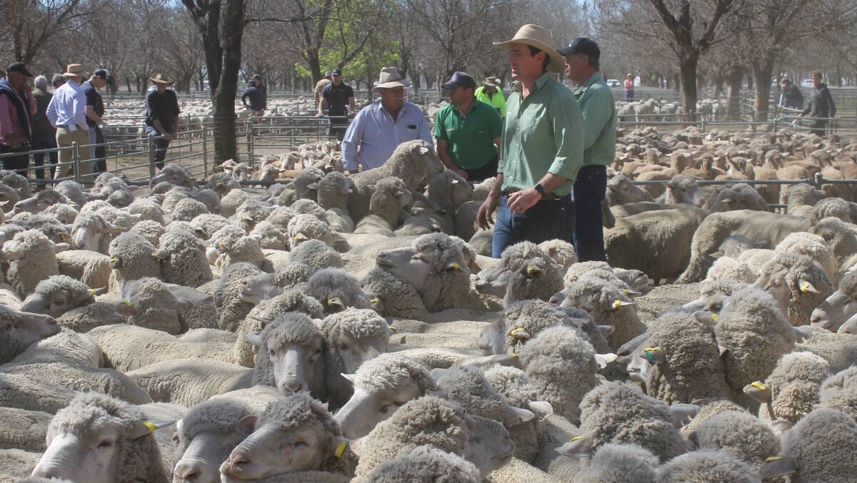 Dry times discounts for light ewes