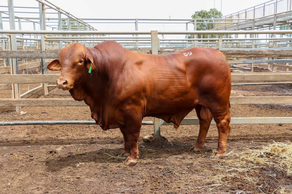 Hot commodity: The $36,000 top priced bull of the 2020 Roma Droughtmaster Bull Sale, Wallace Vale Jalapeno (P).