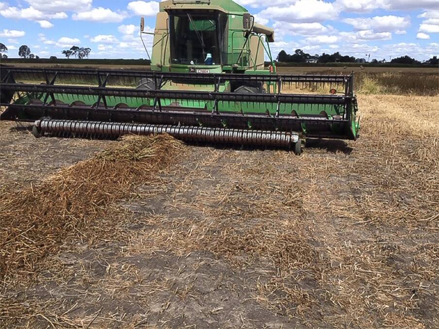 It is early days for the revival of swathing in the northern cropping region and there are many things to be tried and tested. Early successes have also been seen in sorghum, faba beans and chickpeas.