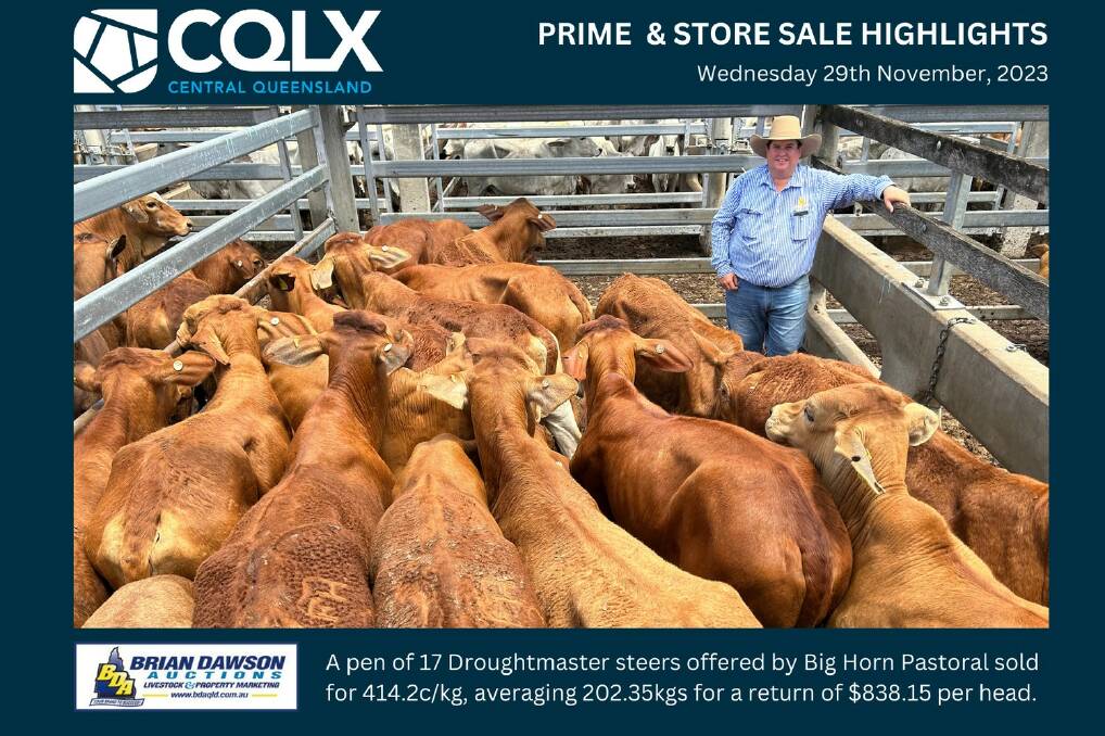 Joel Dawson, Brian Dawson Auctions, with a pen of 17 Droughtmaster steers offered by Big Horn Pastoral that sold for 414.2c/kg, averaging 202.35kg for a return of $838.15/hd. Picture by CQLX